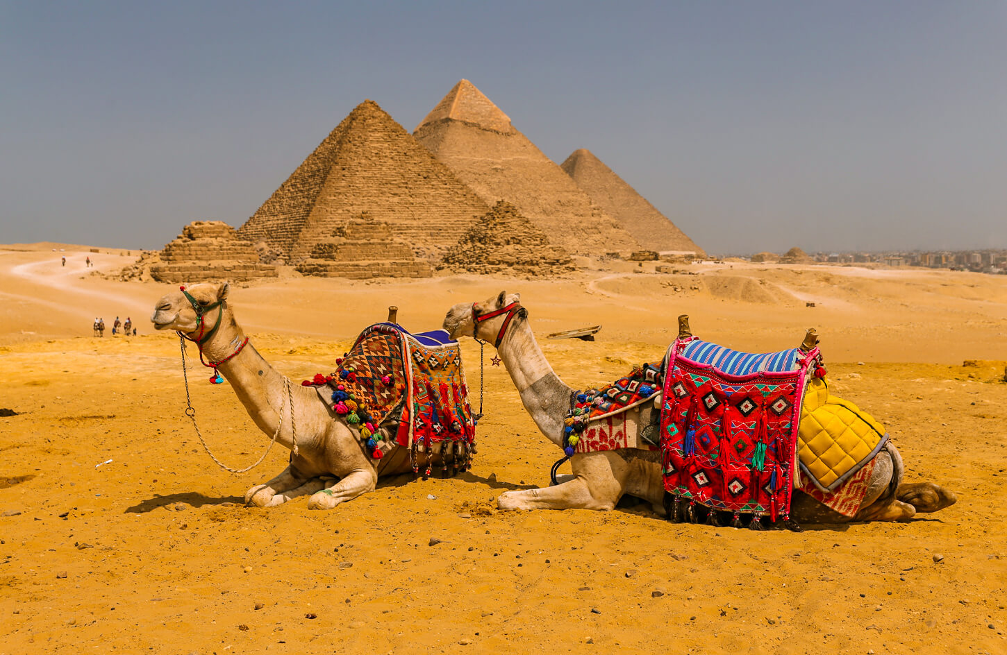 A-picture-of-the-camel-in-front-of-the-pyramids-of-Giza tour cairo and luxor