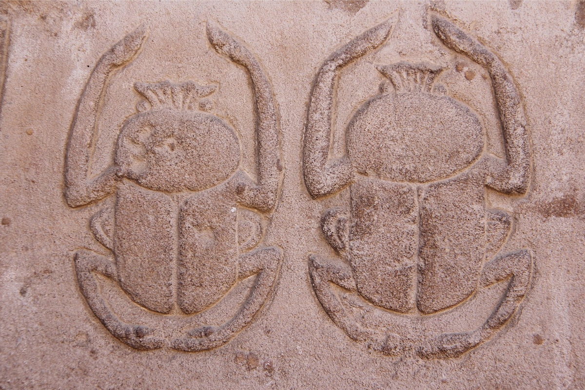 scarab beetles