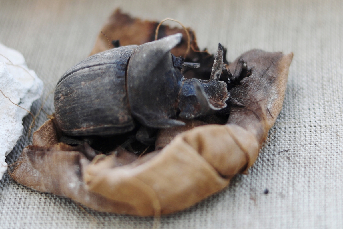 scarab beetle spiritual meaning